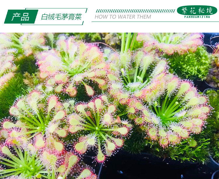 白化绒毛茅膏菜【夏季驱蚊神器粘虫子蚊子多肉绿植迷你盆栽】,淘宝优惠券,粉丝福利购,淘宝优惠卷