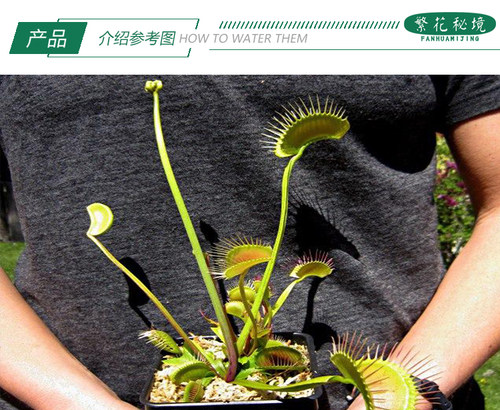铁塔巨人捕蝇草【夏季直立超大巨夹巨型品种食人花大嘴巴夹子草】 - 图0