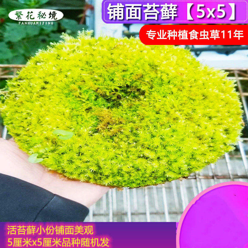 智利活水苔 干水苔铺面美观种植专用苔藓雨林缸水陆缸造景 繁花秘境旗舰店 淘优券