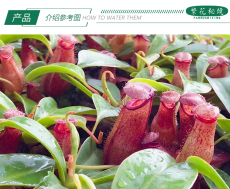 насекомоядное растение 葫芦x黑宝特猪笼草【大型进口交种扑蝇草食人花吊篮盆栽】
