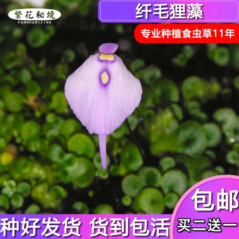 狸藻水生陆生雨林缸耐阴植物禾叶小白兔挖耳草小型盆栽食虫植物-图1