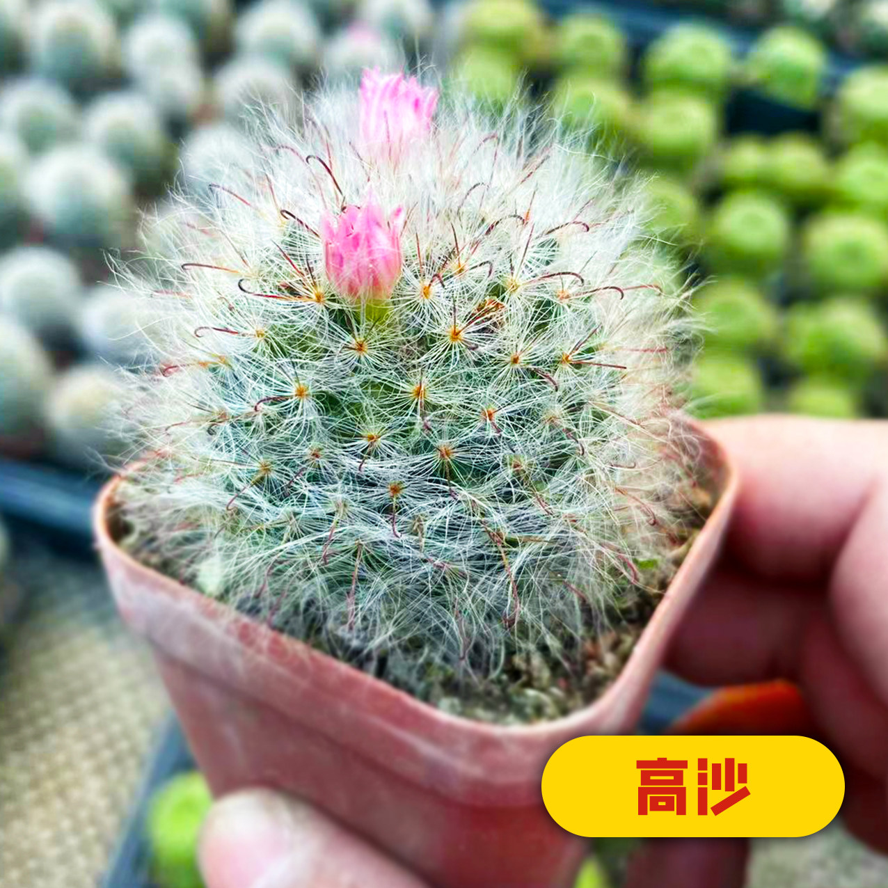 仙人球星兜组合套餐鸾凤玉多肉植物仙人掌盆栽九尾狐不需阳台大号,淘宝优惠券,粉丝福利购,淘宝优惠卷