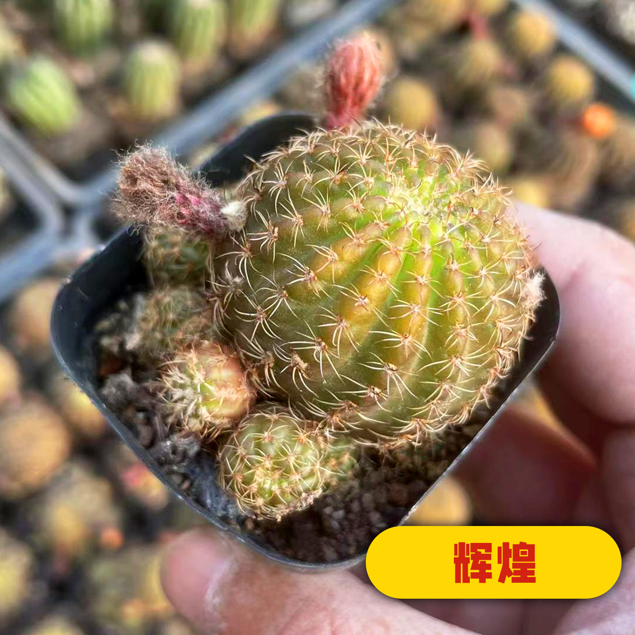 仙人球星兜组合套餐鸾凤玉多肉植物仙人掌盆栽九尾狐不需阳台大号,淘宝优惠券,粉丝福利购,淘宝优惠卷