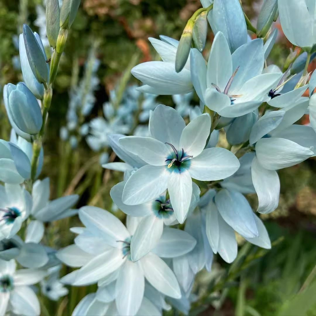 绿松石鸢尾种球稀有球根花卉阳台庭院多年生秋植谷鸢尾种子立金花,淘宝优惠券,粉丝福利购,淘宝优惠卷