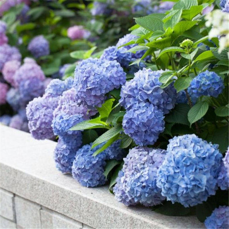 无尽夏绣球花苗室外庭院多季开花阳台盆栽花园绣球花大苗八仙花 夏娜的花园 淘优券