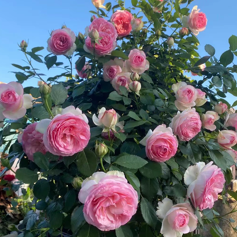 粉色龙沙宝石藤本月季花苗爬藤植物丰花庭院拱门花墙地栽欧月粉龙-图0