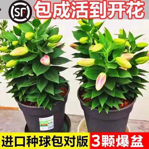 香水百合种球黄天霸特大百合种植苗盆栽花卉绿植耐寒好养多季开花 - 图0