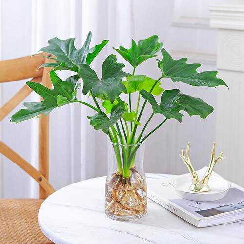 水培植物春羽盆栽蔓绿绒室内龟背竹春雨绿植常青绿萝好养办公桌面 - 图1