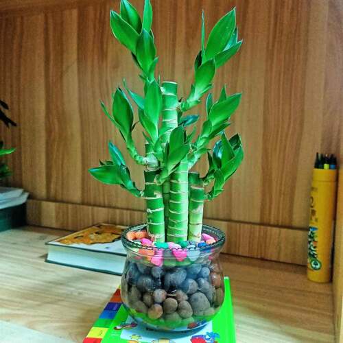 水培植物步步高富贵竹荷花竹水养室内花卉风水绿植净化空气清新 - 图0