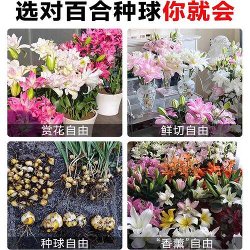 香水百合种球黄天霸特大百合种植苗盆栽花卉绿植耐寒好养多季开花 - 图1