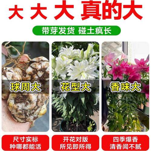 香水百合种球黄天霸特大百合种植苗盆栽花卉绿植耐寒好养多季开花 - 图3