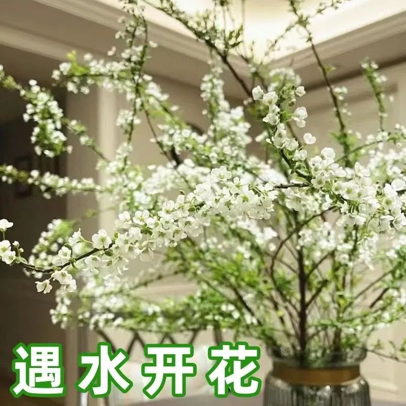 【包开花】雪柳鲜枝干枝遇水开花水养插花好养活水培植物室内花卉