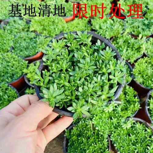 正宗垂盆草盆栽中药苗食用养肝草护肝吊兰绿植耐寒四季懒人好养活 - 图2