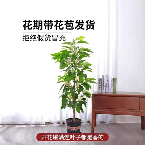白兰花盆栽花卉植物室内花四季黄角兰白玉兰花树苗老桩带花苞开花 - 图1