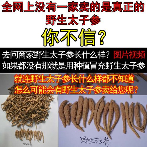 太子参 正品野生太子参 正宗野外深山老林挖采孩儿参四叶参孩童参 - 图0