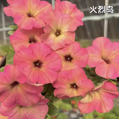 矮牵牛花苗盆栽花卉阳台庭院垂吊花卉百万小玲舞春花花卉耐寒好养 - 图3
