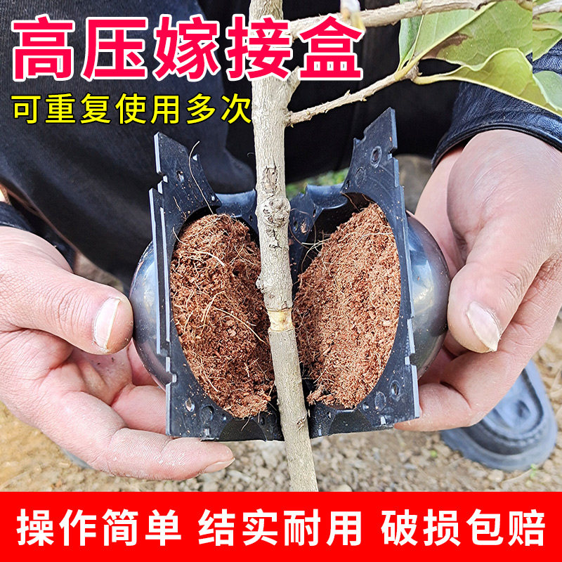 高压嫁接用什么泥土,果树包泥土嫁接,耙耙柑(第15页)_大山谷图库