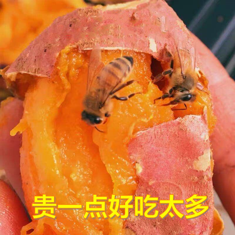 10斤农家蜜薯糖心山芋红心新鲜红薯 淘鲜园番薯