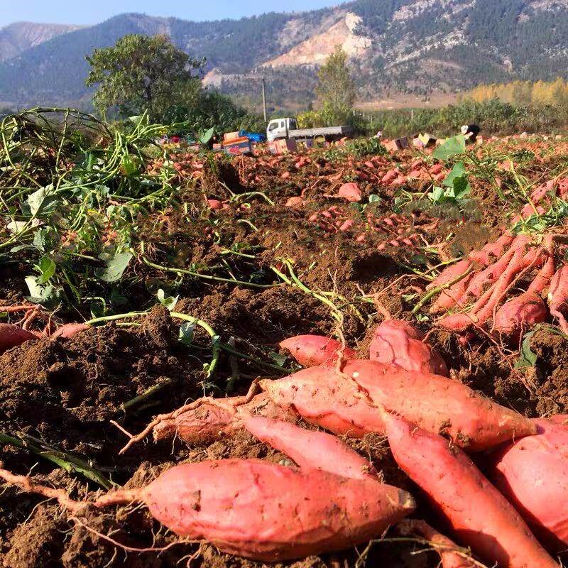 10斤农家蜜薯糖心山芋红心新鲜红薯 淘鲜园番薯