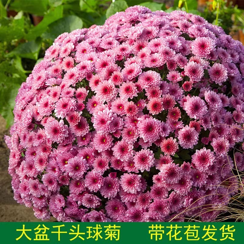 带花苞菊花盆栽菊花苗九月菊千头菊四季球菊四季开花室内花卉植物-图0