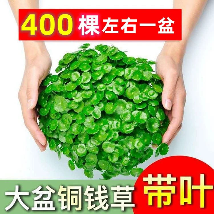 带叶铜钱草水培植物办公室内盆栽客厅桌面绿植花卉趣味水养金钱草-图1