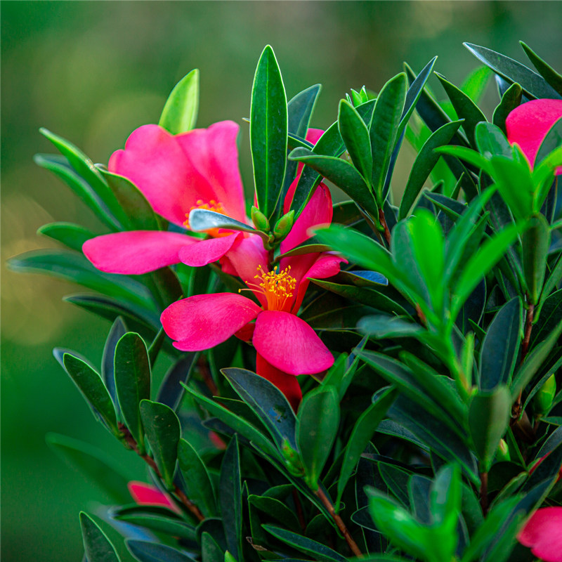 四季茶花盆栽庭院阳台开花非常好养植物杜鹃红山茶带花苞木本花卉