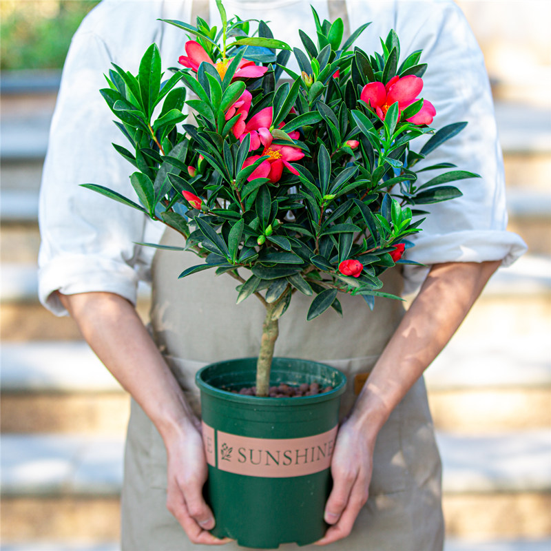 四季茶花盆栽庭院阳台开花非常好养植物杜鹃红山茶带花苞木本花卉