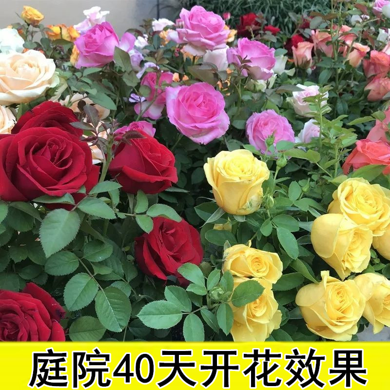 3棵 玫瑰花苗四季开花盆栽花卉植物室内花月季花树苗特大花老桩苗 - 图1