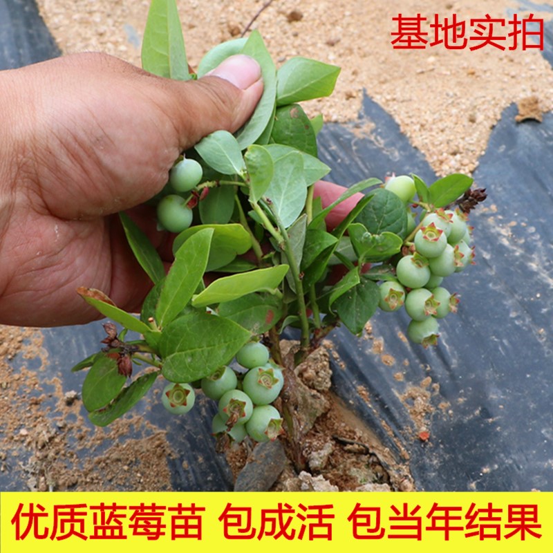 蓝莓树果苗盆栽地栽当年结果四季阳台庭院特大南方北方种植果树苗 - 图0