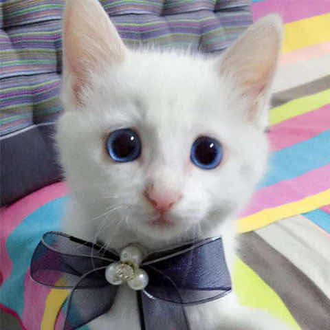 中华狸花猫纯种橘猫田园猫蓝猫幼猫黑猫纯