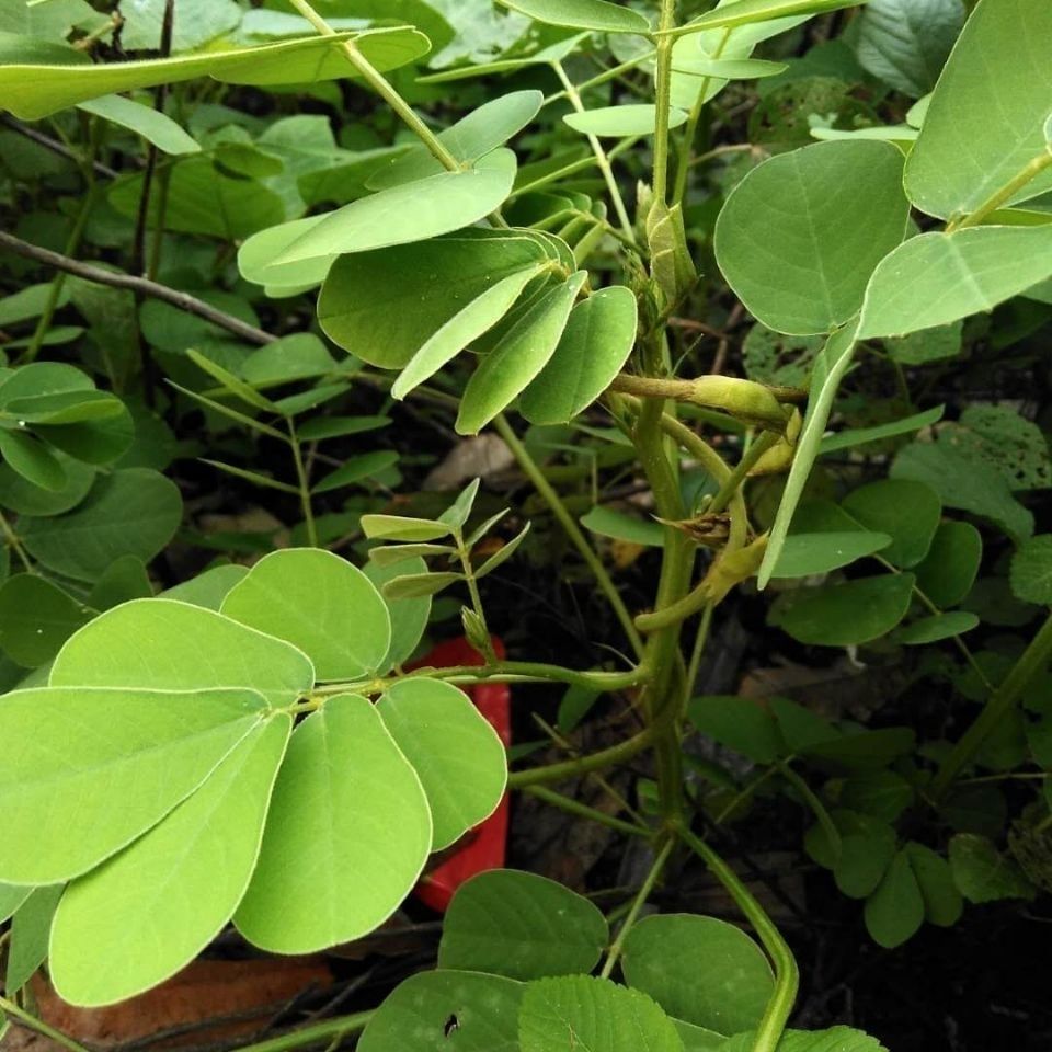 护坡灌木植物药材籽决明子种子马蹄决明钝叶决明假绿豆草决明包邮