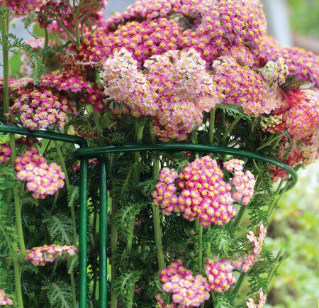 半圆圆形花支撑架支架植物支柱园艺支架春羽绣球架花盆花支架包邮,淘宝优惠券,粉丝福利购,淘宝优惠卷