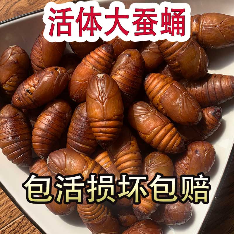 东北柞蚕蛹新鲜活蚕蛹大黄蚕蛹A级大茧蛹蝉蛹500g包邮活蚕蛹烧烤-图0