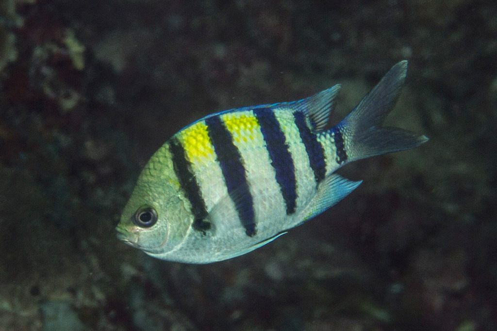 五间雀海水观赏鱼雀雕水族宠物活体
