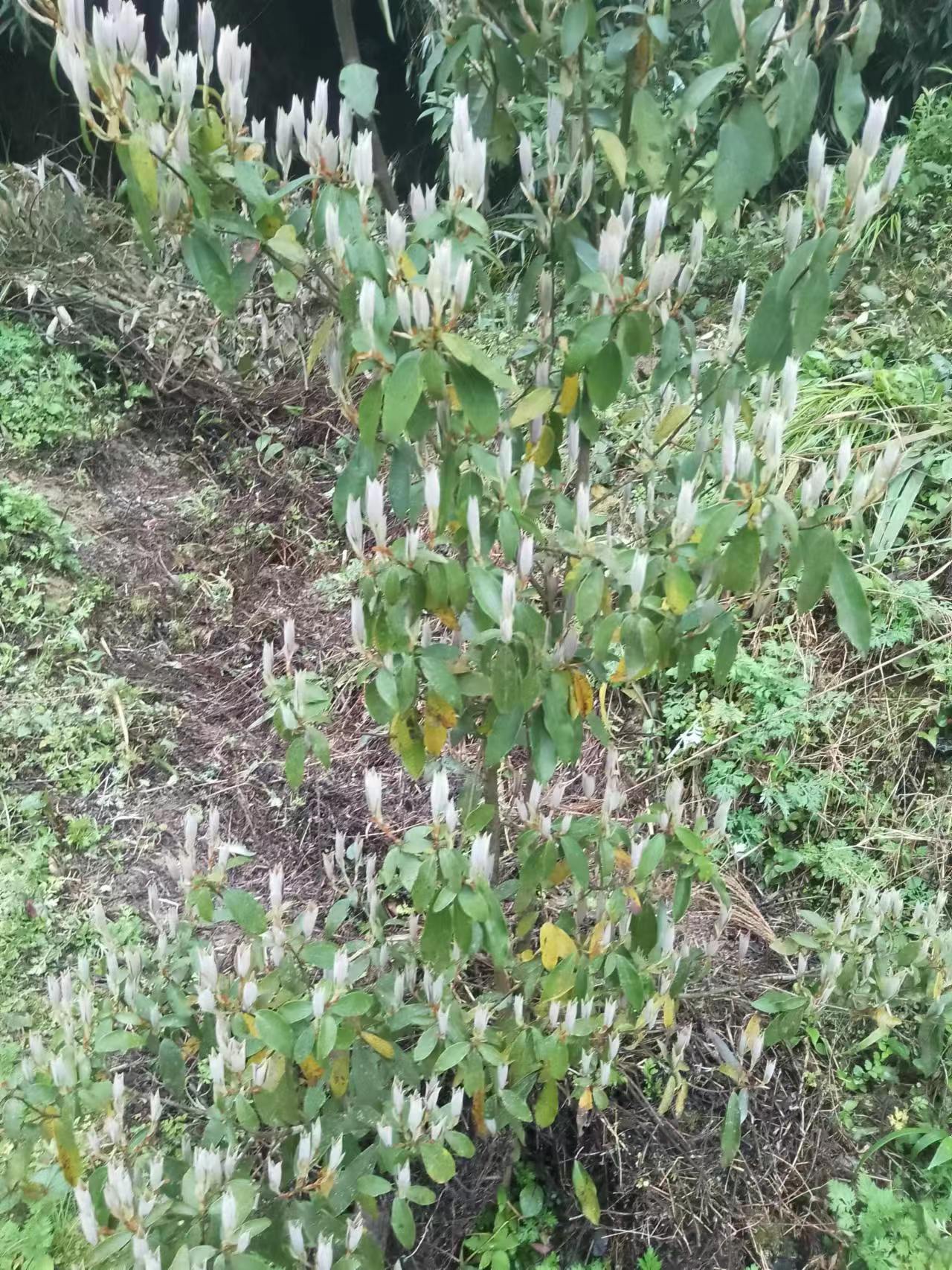 四川重庆老鹰茶树苗老荫茶树苗高树茶苗基地直供实惠优质茶苗杯苗-图3