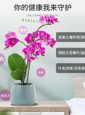 兰花专用肥兰灵王蝴蝶兰营养液通用蟹爪兰家用花肥料吊兰君子兰