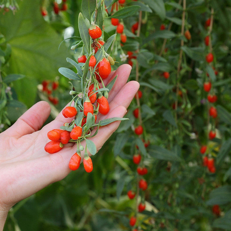 红枸杞小老桩盆栽枸杞宁夏枸杞批发绿植阳台庭院种植树苗耐寒,淘宝优惠券,粉丝福利购,淘宝优惠卷