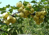 Snowflake Pear Yuyang Fresh Sydney Fruit Fresh When Its Season Full Box