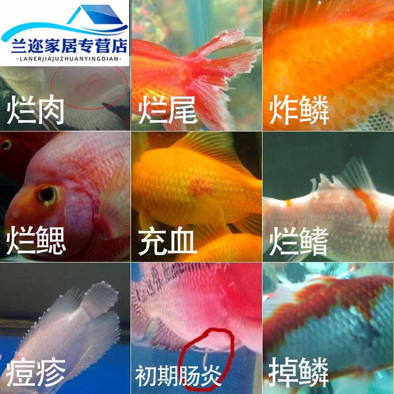 金鱼充血 新人首单立减十元 21年7月 淘宝海外