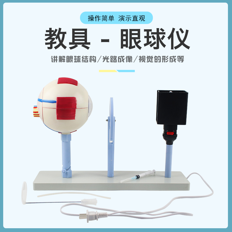 眼球仪 人体眼球仪模型3303晶状体曲率可变眼球成像结构教学仪器实验器材教具小学初高中生物实验室用 - 图0