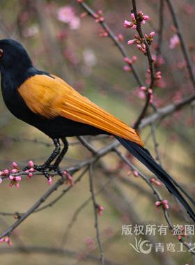 仿真红毛鸡模型羽毛鸟工艺品摆件