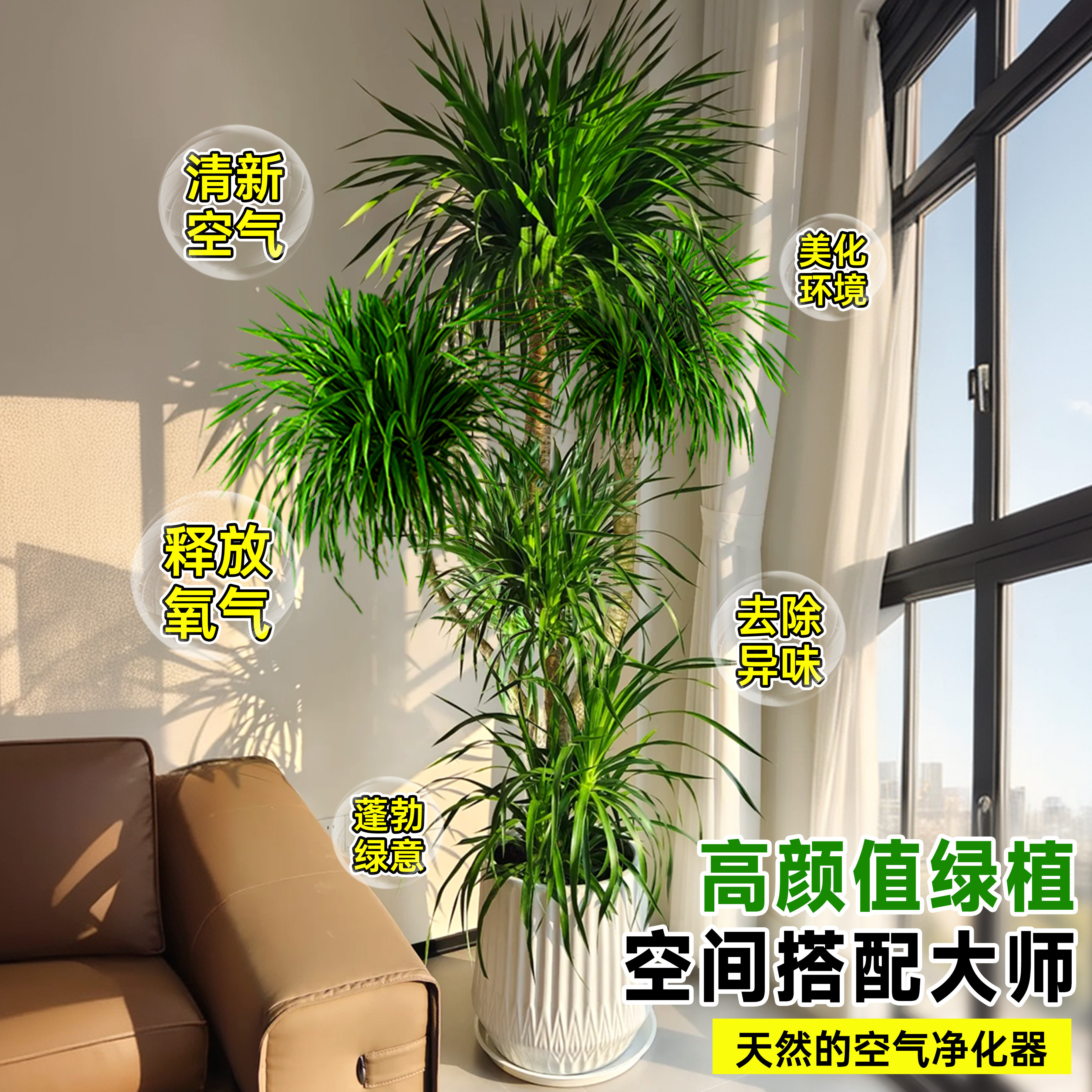 龙血树客厅高级感旺宅绿植大型黑珍珠龙血树造型盆栽室内好养植物,淘宝优惠券,粉丝福利购,淘宝优惠卷