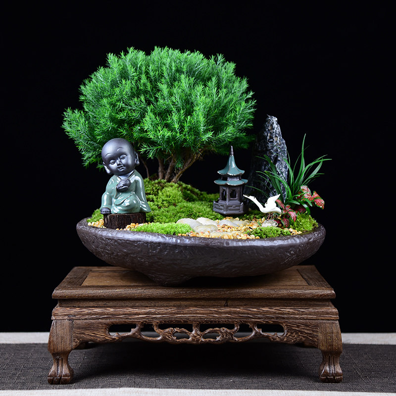 雾松盆栽植物绿色办公室电脑防辐射木本盆景室内雾凇盆景常青绿植