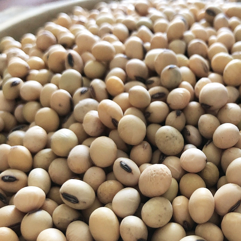 笨土黄豆农家自种老品种精选豆腐脑 胜格黄豆
