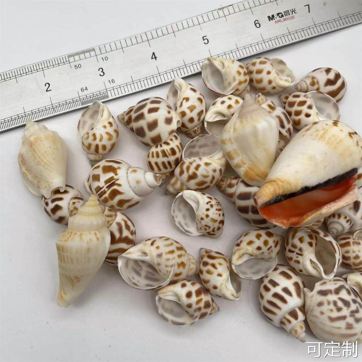  御坭斯海螺/贝壳/珊瑚