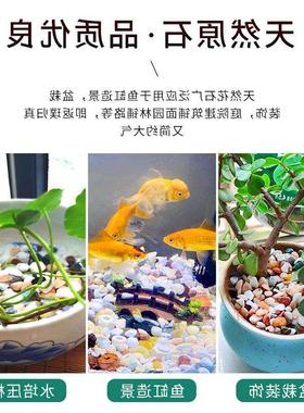 多肉铺面石植物花盆里面放的小彩色石头白石子地面养花专用五彩石
