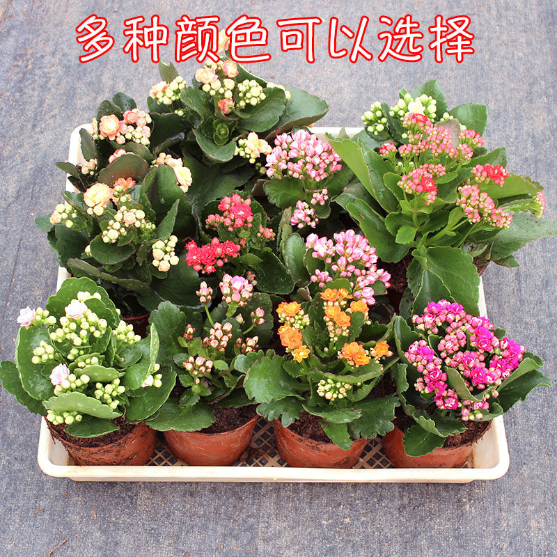 重瓣长寿花宫灯多肉花卉植物花阳台 多种颜色可以选择多盆组合更好看 馥郁芳华旗舰店 淘优券