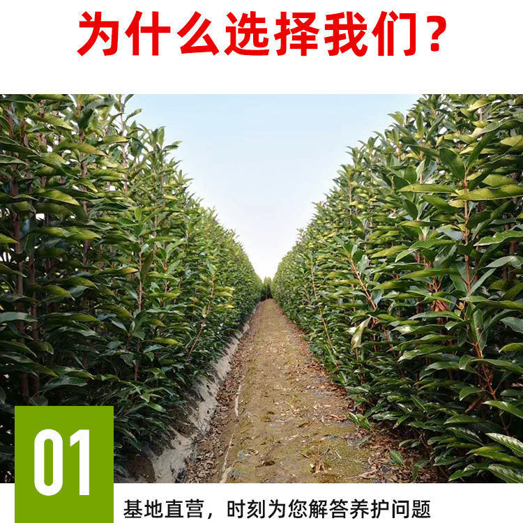 法国冬青绿篱笆苗常黄杨绿庭院珊瑚树北海道冬多年生别墅庭院包邮 - 图2