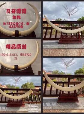 天然猛犸象牙摆件整根原牙牙尖单摆对摆牙雕摆件镇宅文玩收藏