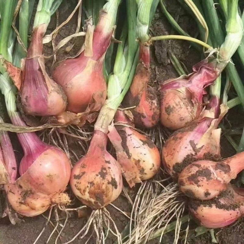 毛葱头毛葱小毛葱小号鲜嫩多汁很辣新鲜5斤鬼子葱小洋葱迷你洋葱,淘宝优惠券,粉丝福利购,淘宝优惠卷